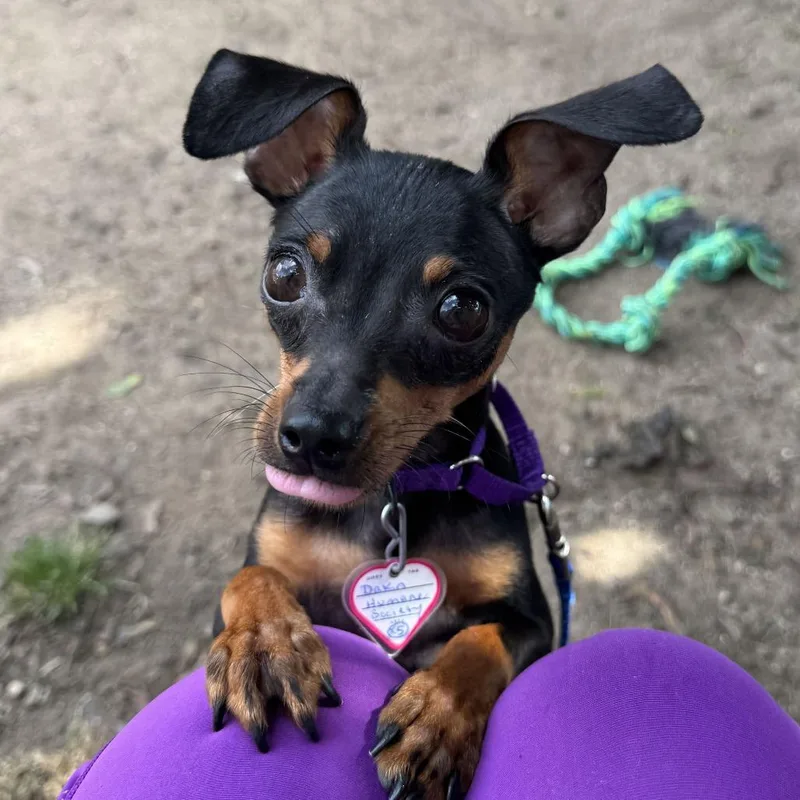 An adult small-sized male Black Miniature Pinscher dog named Milo for adoption in Springfield, MA