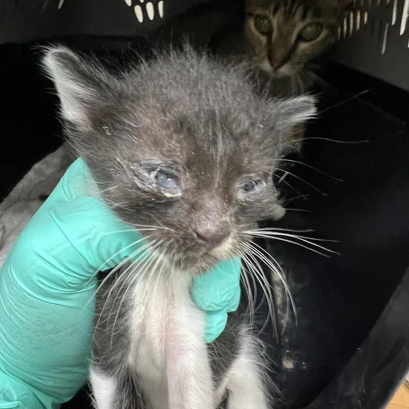A baby small-sized male Black Domestic Short Hair cat named Lynx for adoption in Galveston, TX
