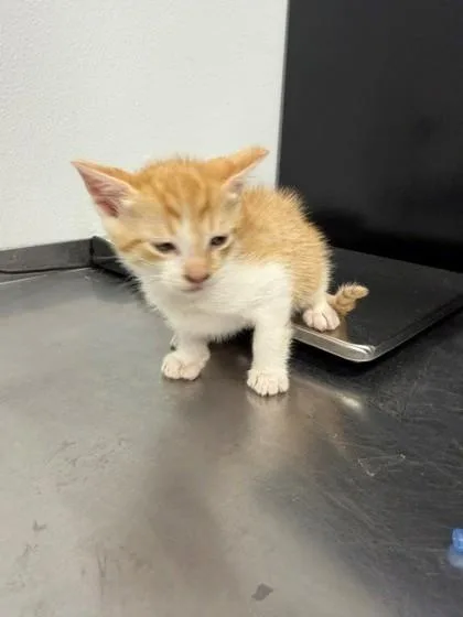 An adult small-sized male Domestic Short Hair cat named Happy for adoption in Port Allen, LA