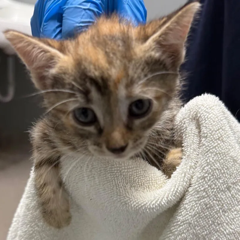 A baby small-sized female Orange / Red Domestic Short Hair cat named Cherry for adoption in Allentown, PA