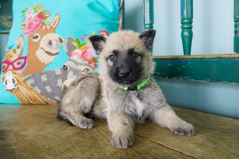 A baby medium-sized female Bicolor German Shepherd Dog dog named Biscuit for adoption in San Antonio, TX