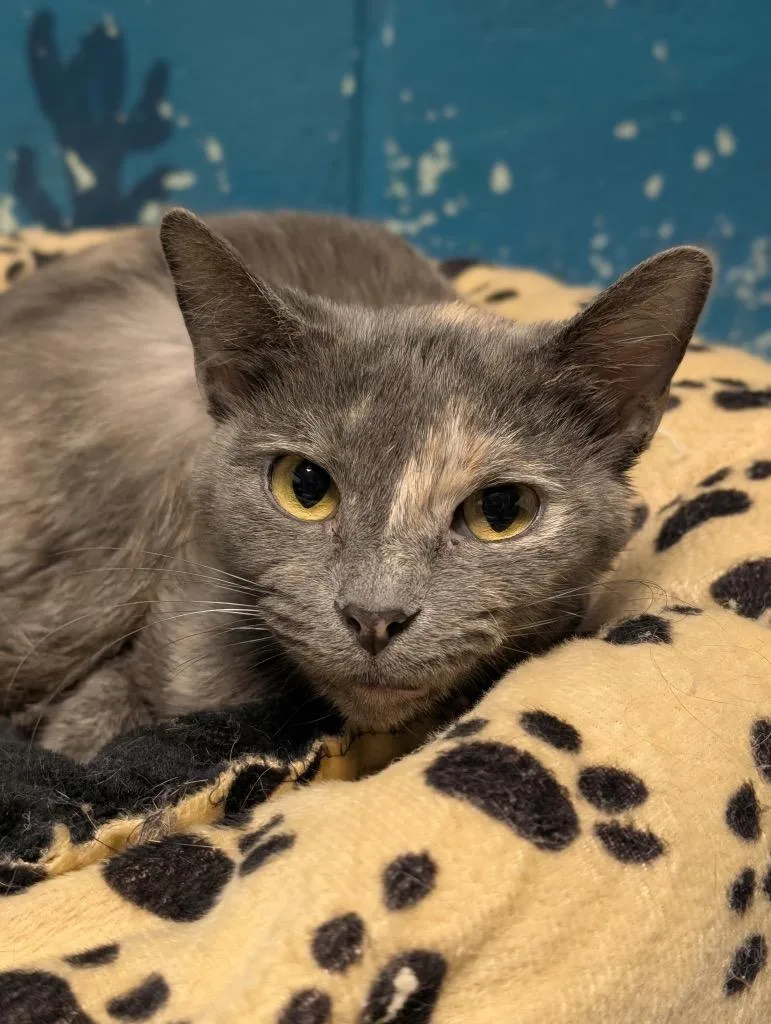 A young small-sized female Domestic Short Hair cat named Charlotte for adoption in Defiance, OH