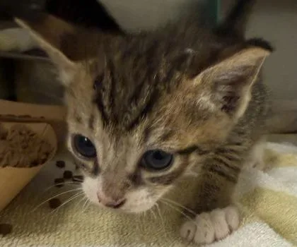 A baby small-sized male Domestic Short Hair cat named Stewart Little for adoption in Honolulu, HI