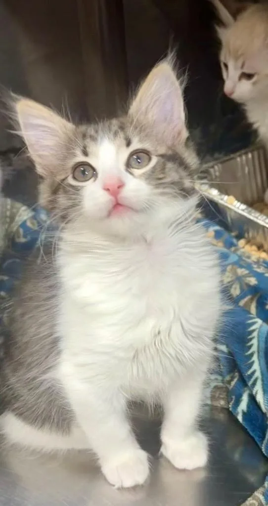 A baby medium-sized female Domestic Medium Hair cat named Alp Blossom for adoption in Fort Lupton, CO