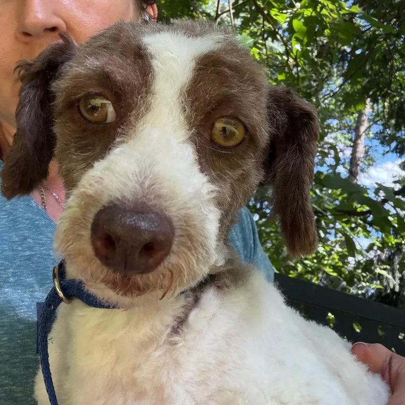 An adult small-sized male White / Cream Miniature Poodle dog named Kleenex for adoption in West Chester, PA