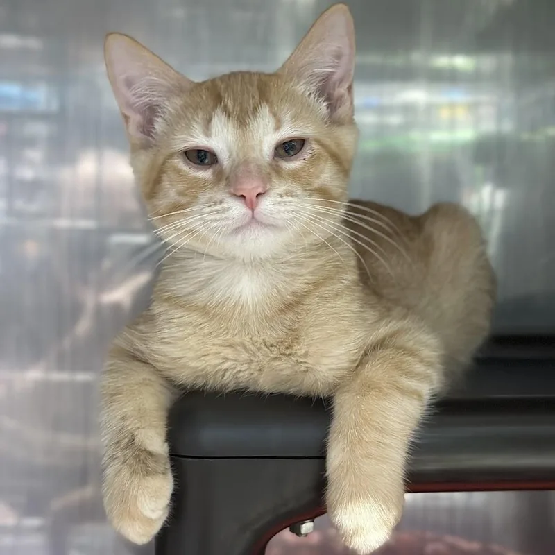 A young small-sized male Tabby (Orange / Red) Domestic Short Hair cat named Timon for adoption in Grand Rapids, MI