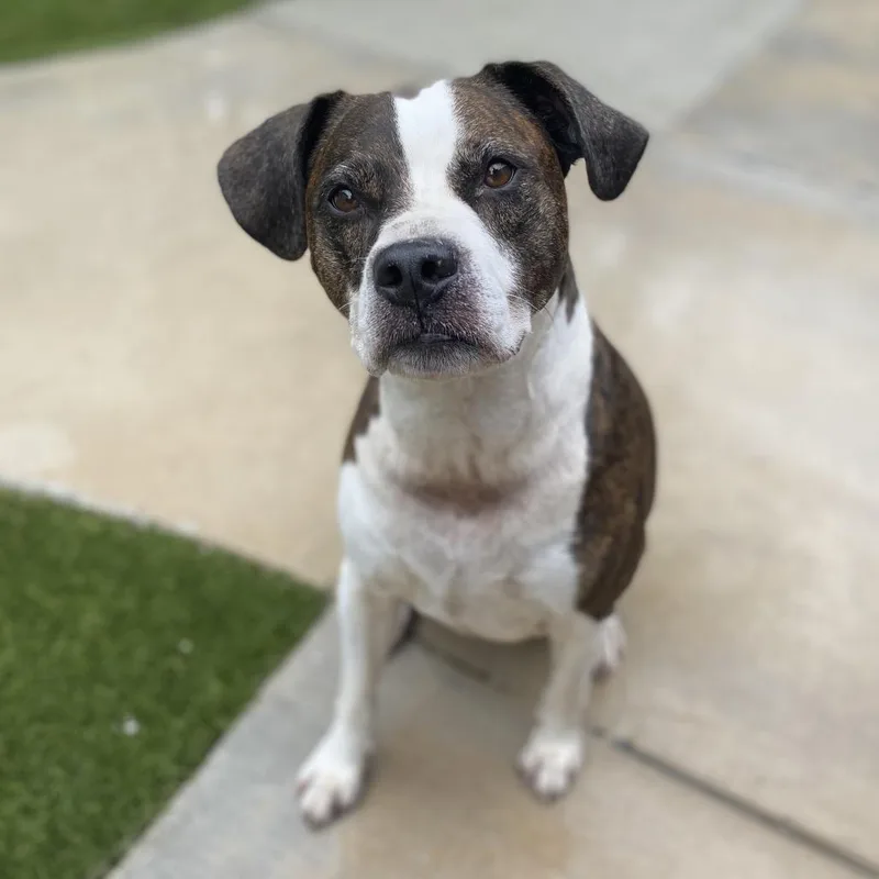 An adult medium-sized male Brindle Staffordshire Bull Terrier dog named Jagger for adoption in LOXAHATCHEE, FL