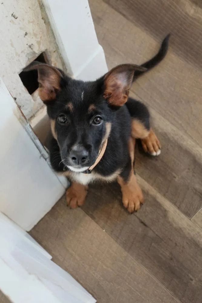 A baby medium-sized male Mixed Breed dog named Strut for adoption in Spokane, WA