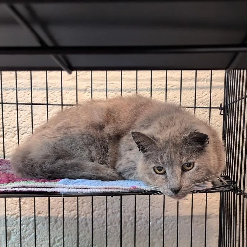 A senior medium-sized female Gray / Blue / Silver Domestic Short Hair cat named Loretta for adoption in Huntington, WV