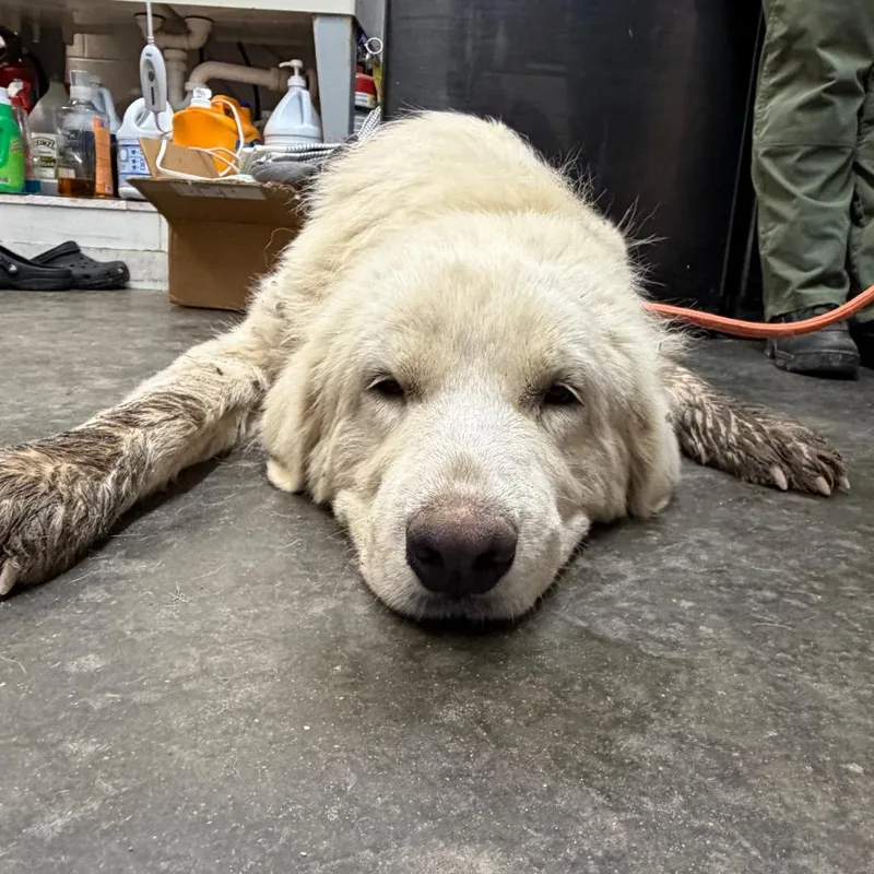 An adult large-sized female White / Cream Great Pyrenees dog named Beauty for adoption in Evensville, TN