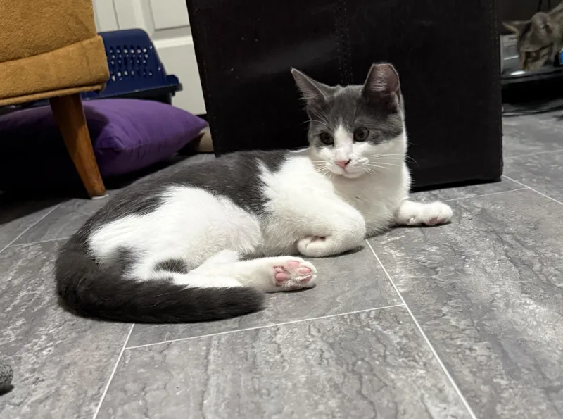 A baby medium-sized female Gray & White Domestic Short Hair cat named Helen for adoption in Medina, OH