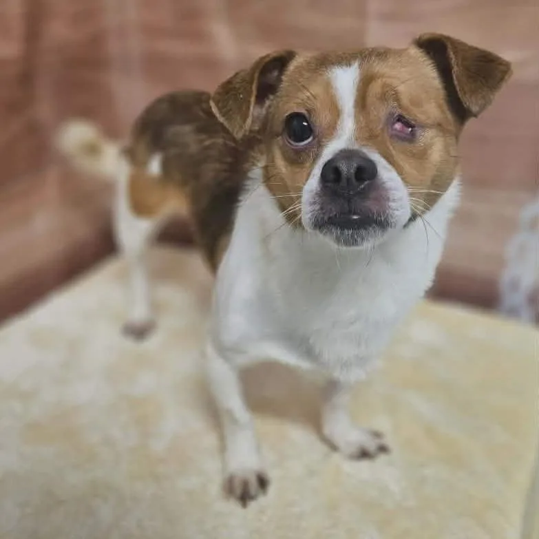An adult small-sized male Yellow / Tan / Blond / Fawn Chihuahua dog named Carson for adoption in Griswold, CT