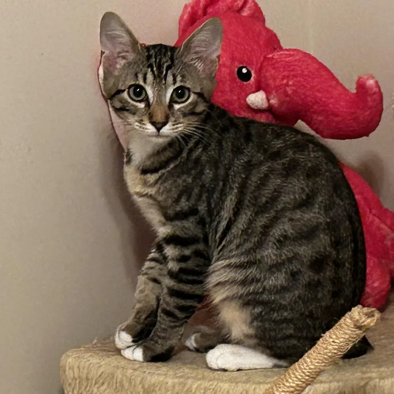 Shaw & Hobbs thumbnail 2