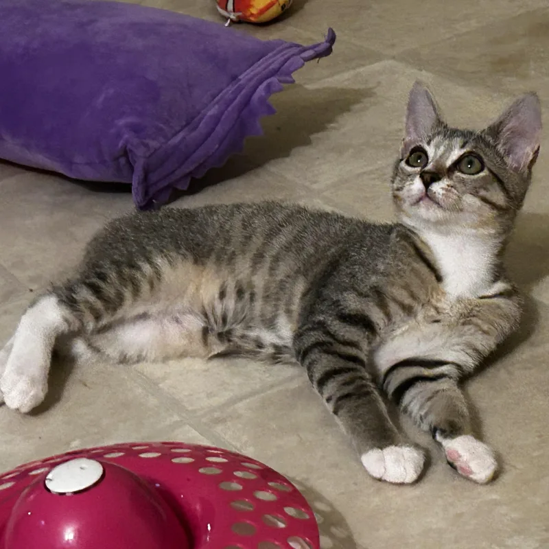 Shaw & Hobbs thumbnail 5