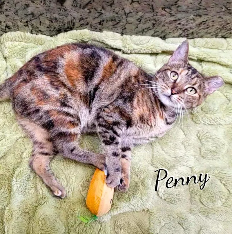 A young medium-sized female Torbie cat named Penny makeawish for adoption in Houston, TX