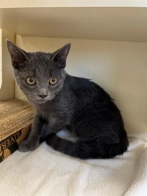 A young small-sized male Domestic Short Hair cat named Smokey for adoption in Blythe, CA