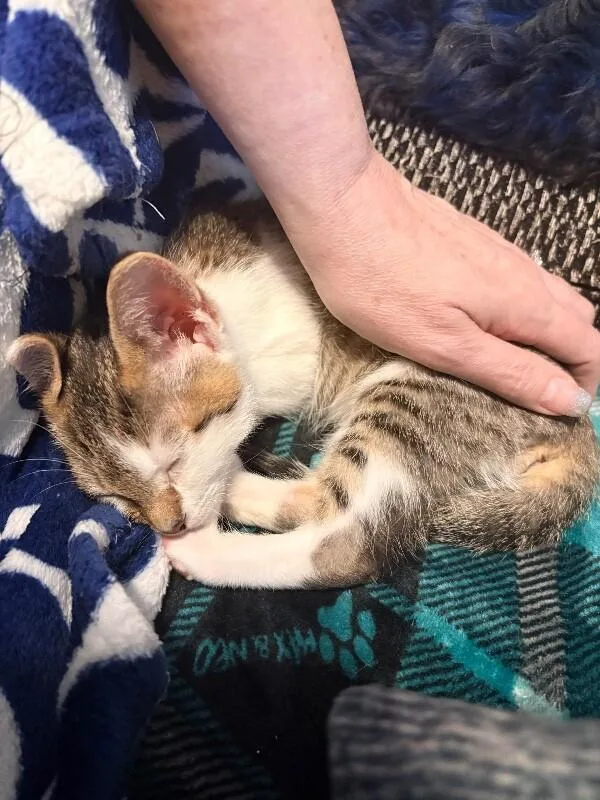 A baby small-sized male Brown / Chocolate Tabby cat named Baby Yoda Star for adoption in Anthem, AZ