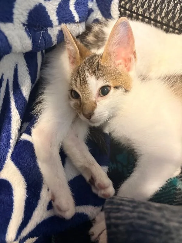 Baby Yoda  Star thumbnail 3
