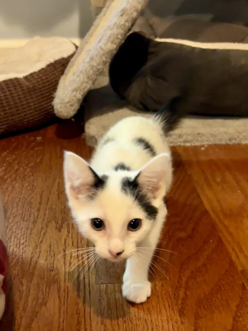 A baby medium-sized female Black & White / Tuxedo Domestic Short Hair cat named Chilli for adoption in Roxboro, NC