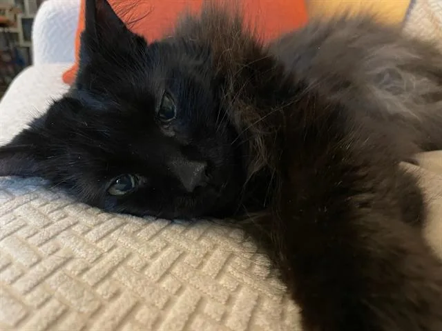 A senior medium-sized male Domestic Short Hair cat named Rue for adoption in Methuen, MA