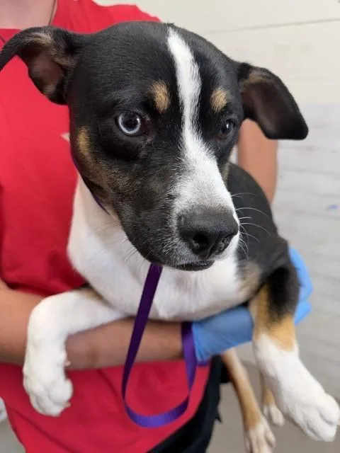 A young medium-sized male Pit Bull Terrier dog named Asiago for adoption in San Bernardino, CA
