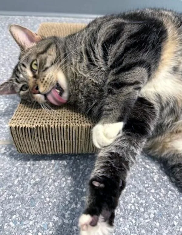 Mr. Ham Bone thumbnail 2