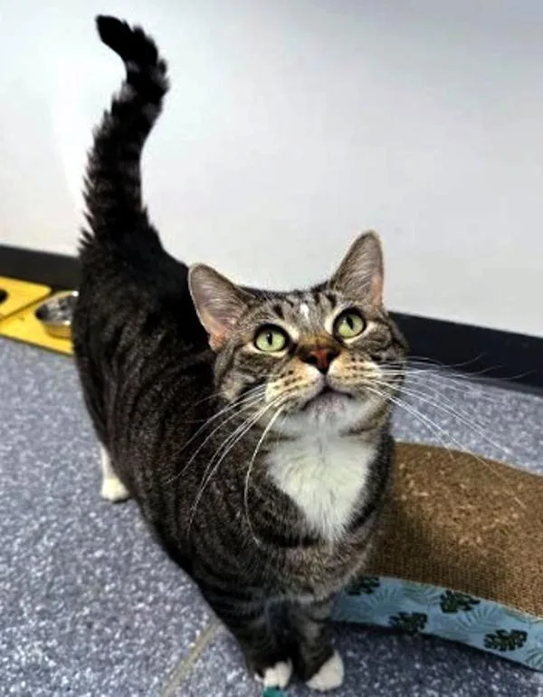 Mr. Ham Bone thumbnail 3