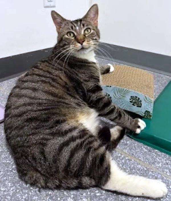 Mr. Ham Bone thumbnail 4