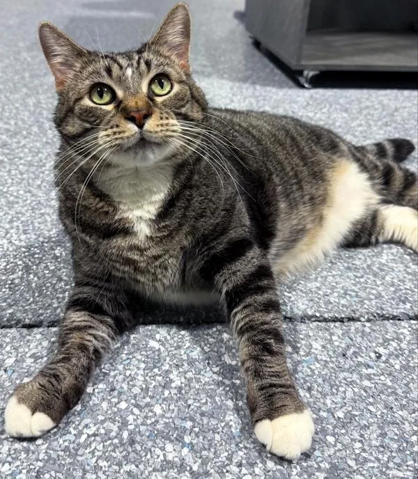An adult extra large-sized male Tabby (Brown / Chocolate) Domestic Short Hair cat named Mr. Ham Bone for adoption in Madison, WI