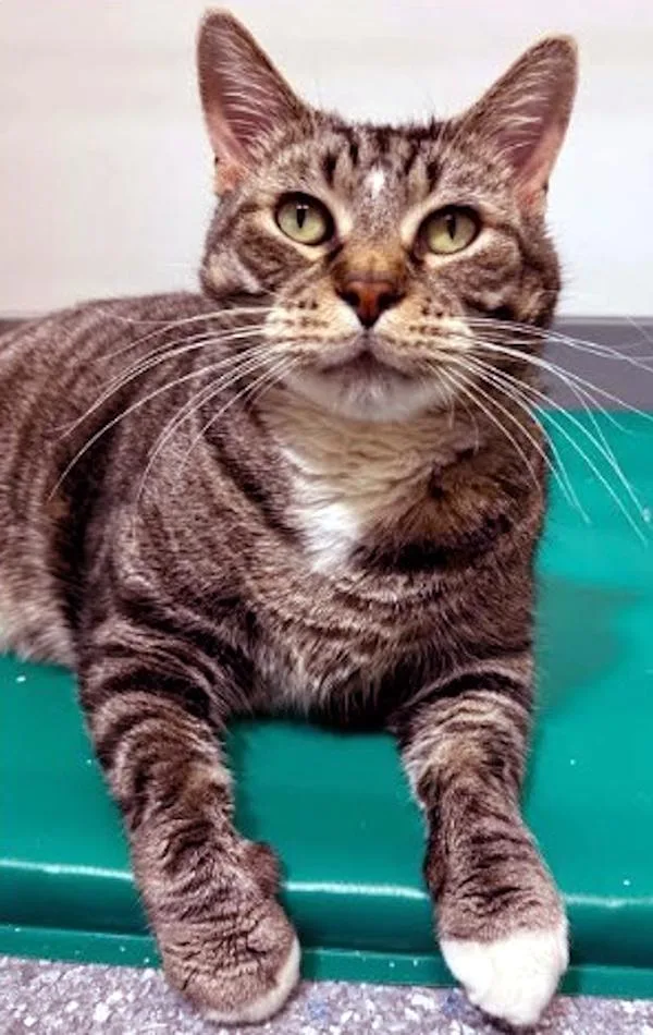 Mr. Ham Bone thumbnail 5