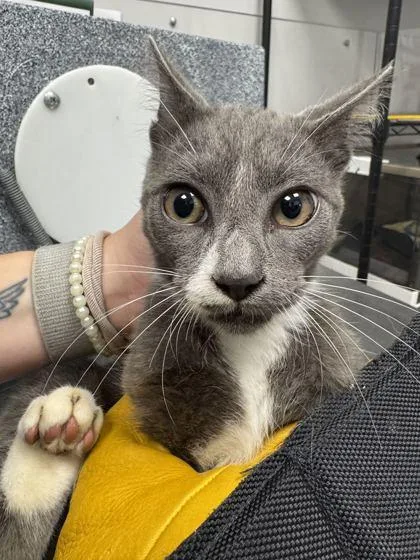 A young small-sized male Domestic Short Hair cat named Kanye for adoption in Sevierville, TN