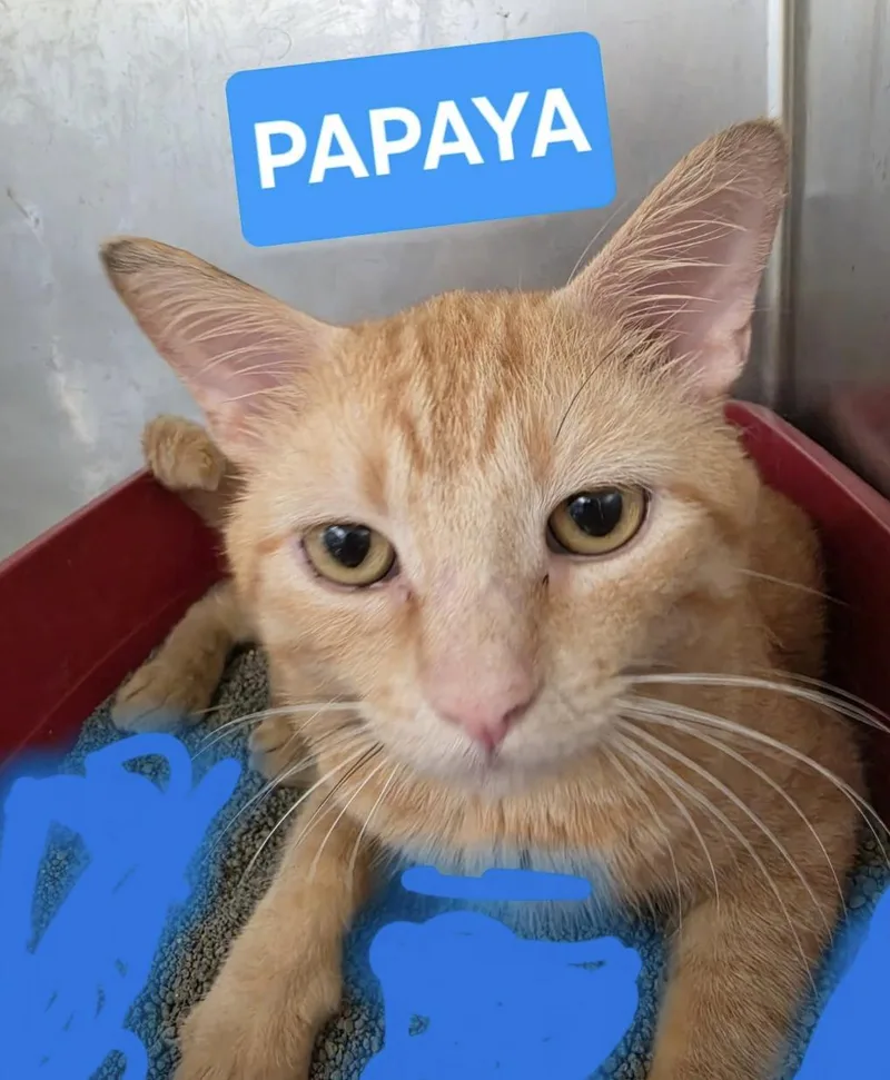 A young medium-sized male Orange / Red Domestic Short Hair cat named Papaya for adoption in Wantagh, NY