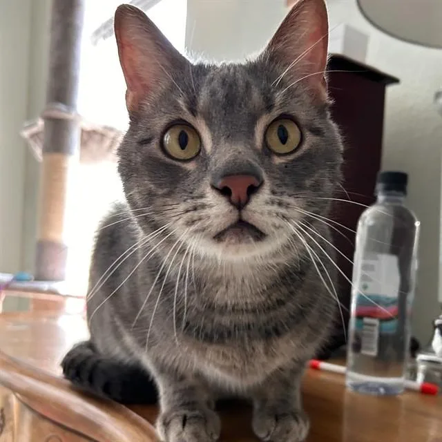 An adult small-sized male Domestic Short Hair cat named Cali for adoption in Saint Cloud, FL