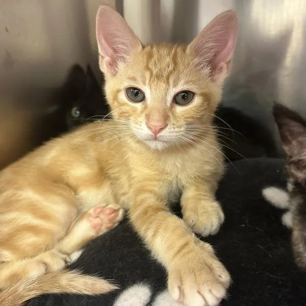 A baby small-sized male Domestic Short Hair cat named Tom Anderson for adoption in Walnut Creek, CA