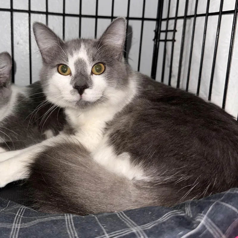 A young medium-sized male Gray / Blue / Silver Domestic Short Hair cat named Mooney for adoption in Chippewa Falls, WI