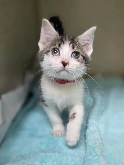 A baby small-sized female Domestic Short Hair cat named Pinwheel for adoption in Westland, MI