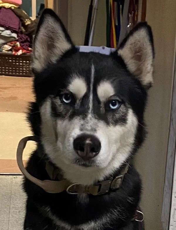 An adult large-sized male Siberian Husky dog named Spawn for adoption in San Diego, CA