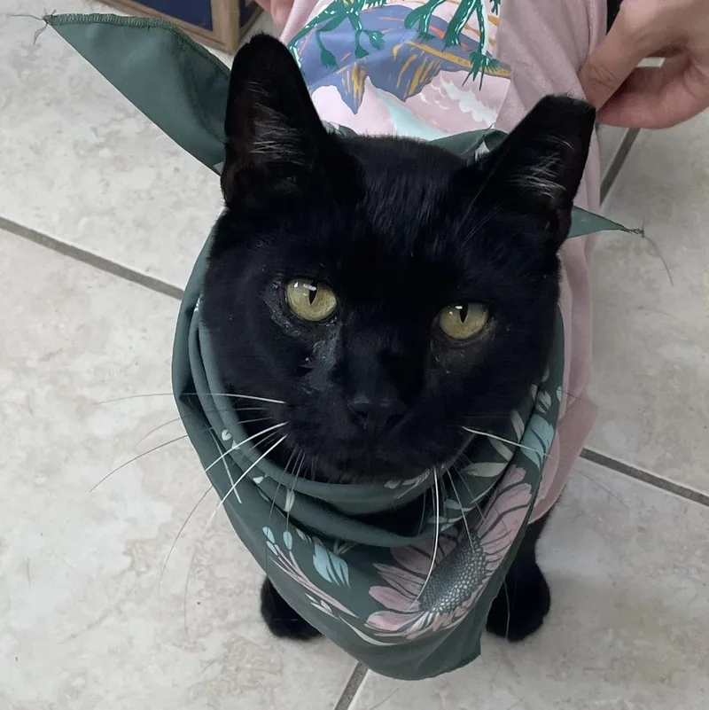 King Fiv+ thumbnail 3