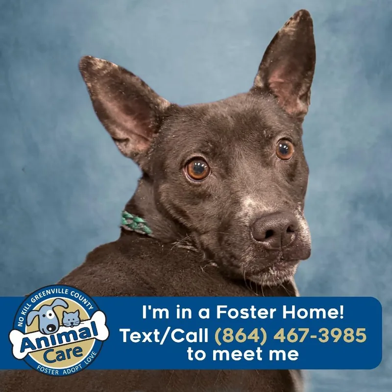 An adult medium-sized female Black American Staffordshire Terrier dog named Cleo for adoption in Greenville, SC