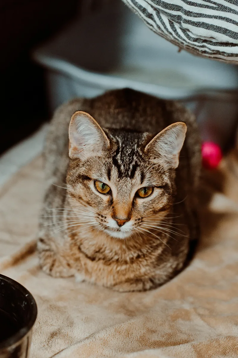 A young medium-sized female Tabby (Tiger Striped) Domestic Short Hair cat named Delilah for adoption in Le Mars, IA