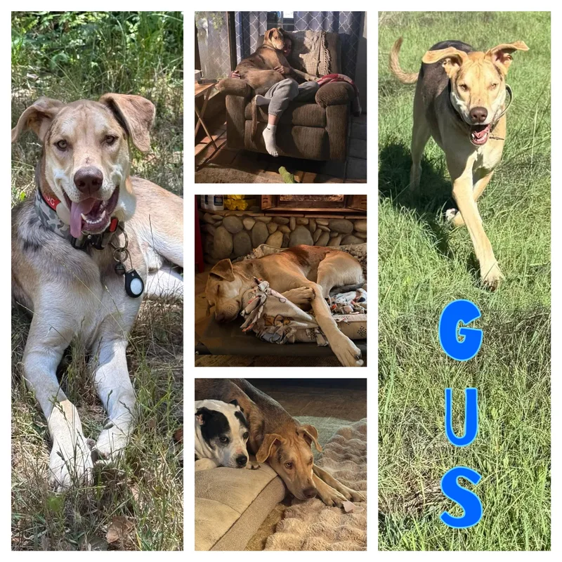 Gus