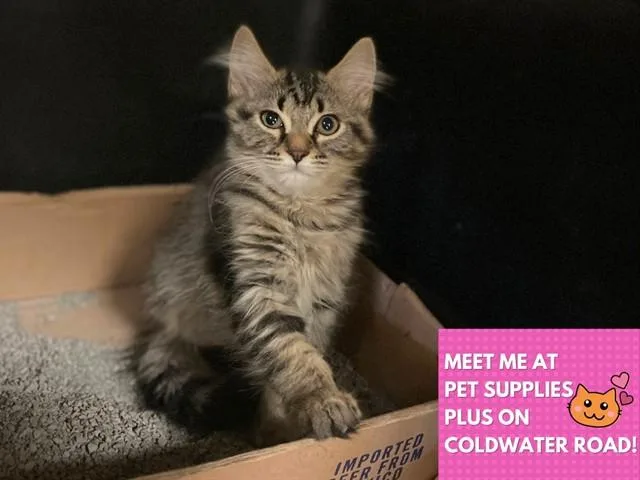 A baby small-sized female Domestic Long Hair cat named Finch for adoption in Fort Wayne, IN