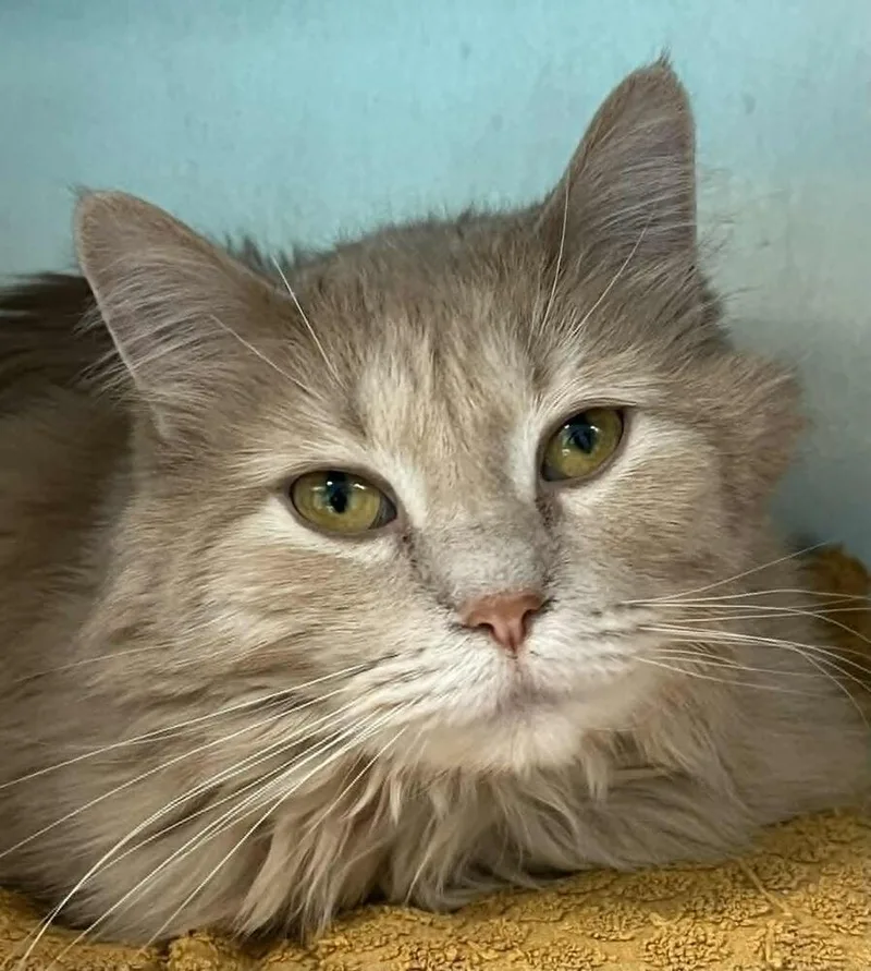 An adult large-sized female Domestic Long Hair cat named Missie for adoption in Plymouth, MN