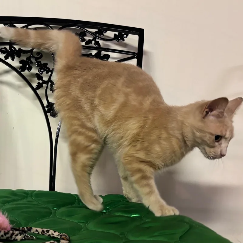 A baby medium-sized female Buff & White Domestic Short Hair cat named Tangelo for adoption in Watkinsville, GA
