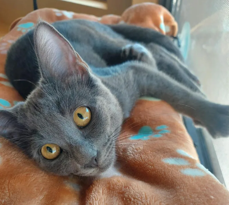 A young medium-sized female Domestic Short Hair cat named Pepper for adoption in Phoenix, AZ