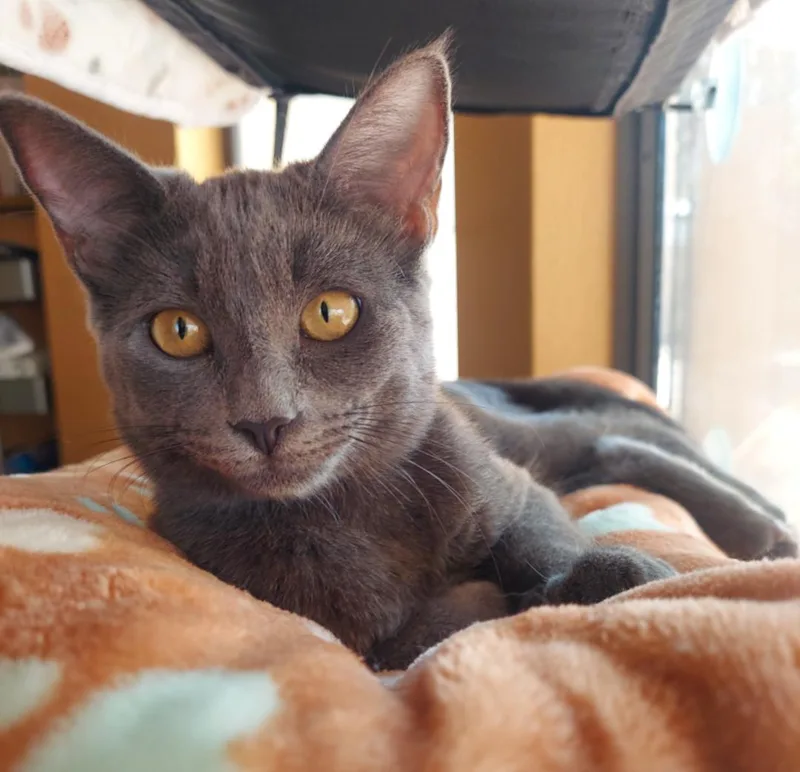 Pepper thumbnail 2