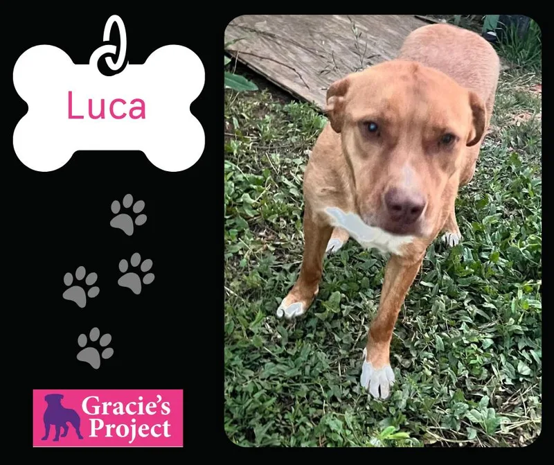 An adult medium-sized male Brown / Chocolate Pit Bull Terrier dog named Luca for adoption in Canyon, TX