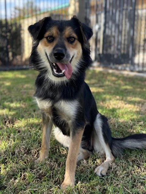 An adult large-sized female Shepherd dog named Queen for adoption in Riverside, CA