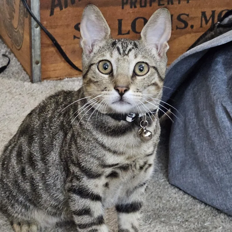 A baby medium-sized male Gray / Blue / Silver Domestic Short Hair cat named Orson Welles for adoption in Jupiter, FL