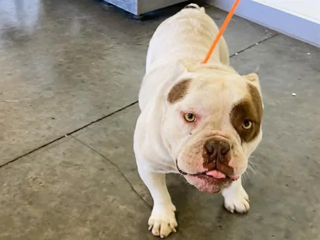 An adult small-sized male English Bulldog dog named Nero for adoption in Tustin, CA